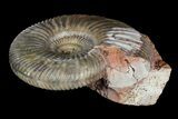 Parkinsonia Ammonite on Rock - Germany #92453-2